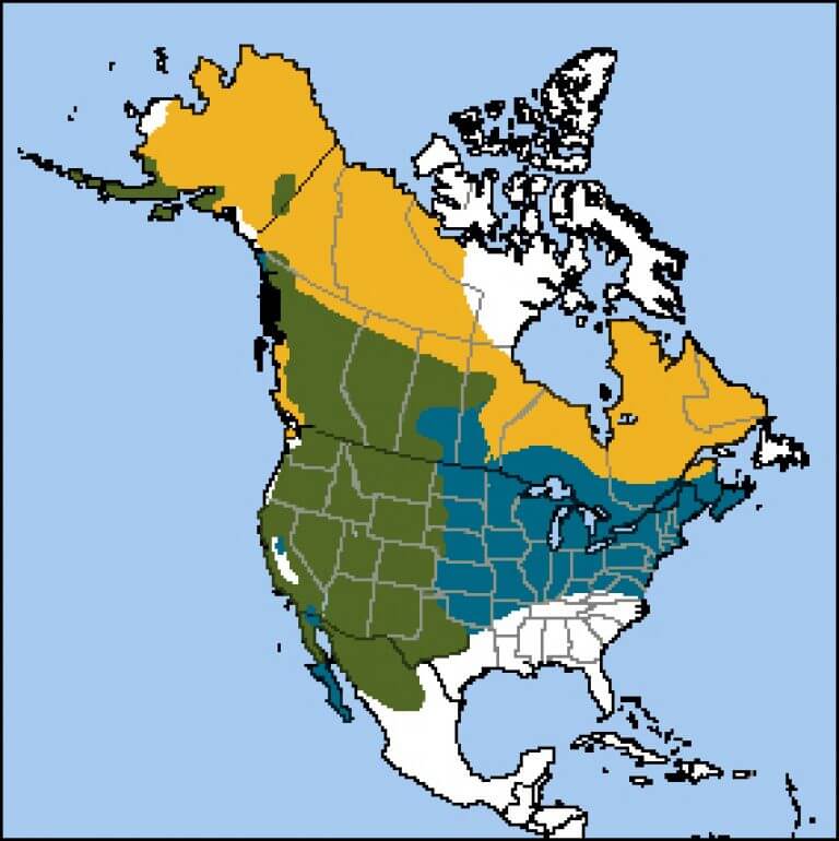 Golden Eagle - American Bird Conservancy