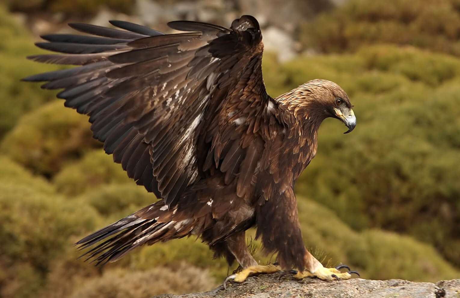 golden eagle bird size