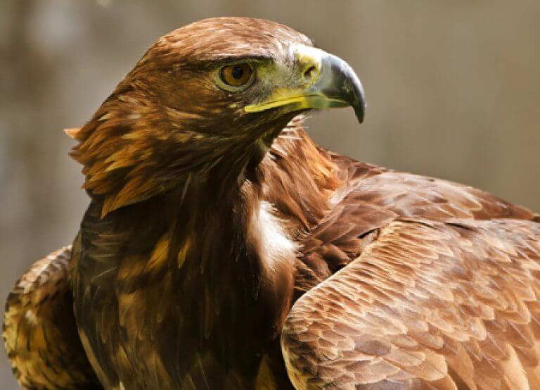 Golden Eagle - American Bird Conservancy
