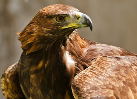 Golden Eagle, Michael Ninger, Shutterstock