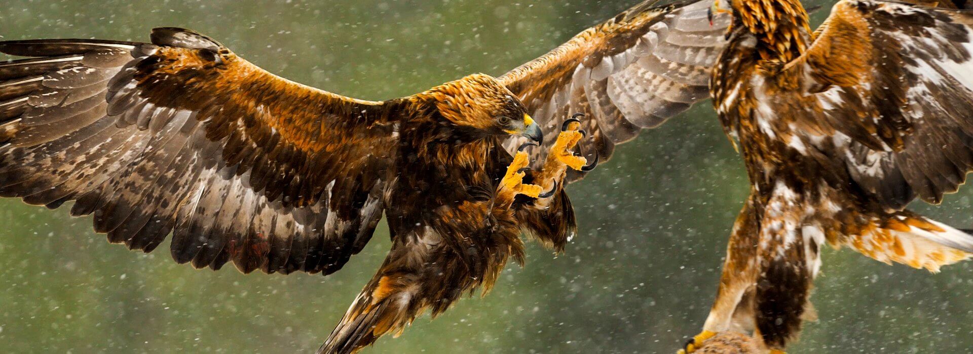 Golden Eagles, Vladimir Kogan Michael/Shutterstock