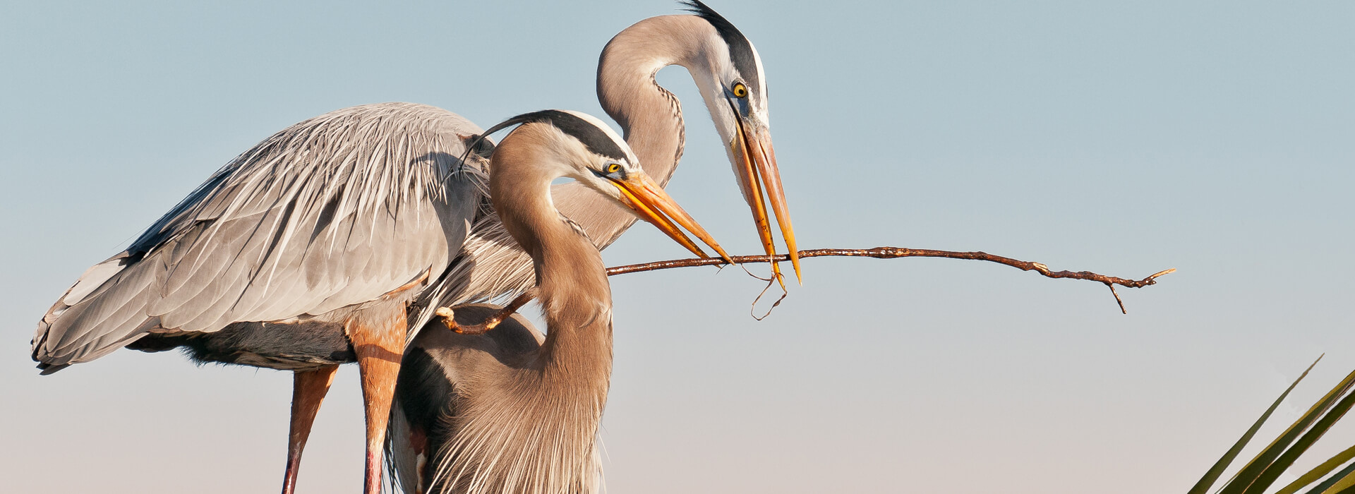Great Blue Herons, Nagel Photography/Shutterstock