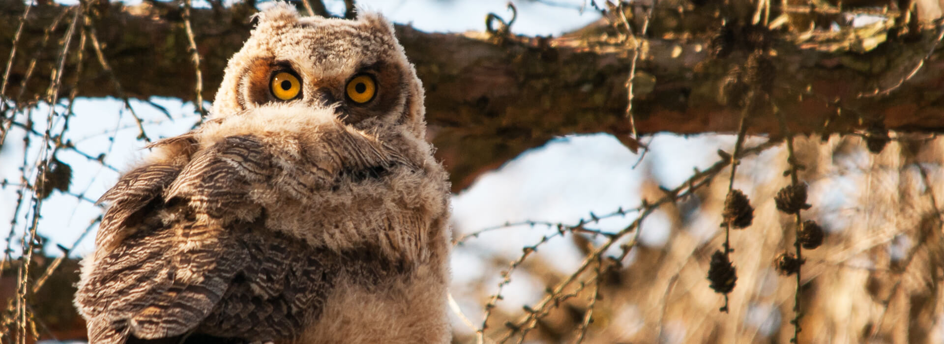 Great-horned Owl, Paul Sparks/Shutterstock