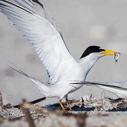 Rise Of The Interior Least Tern American Bird Conservancy