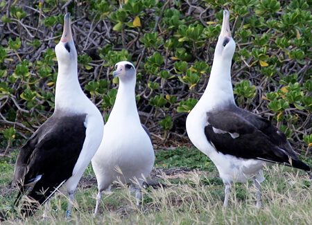 Laysan Albatrosses displaying, Sophie Webb