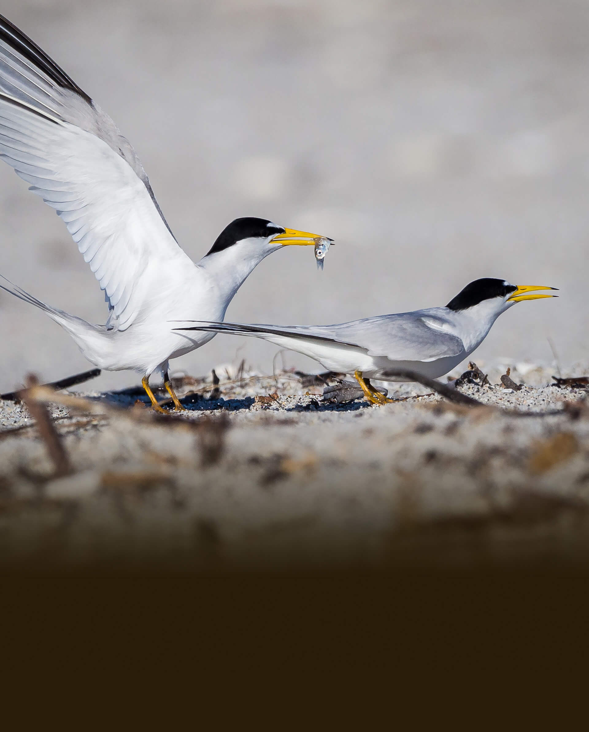 Rise Of The Interior Least Tern American Bird Conservancy