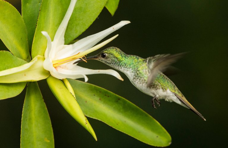 Mangrove Hummingbird by Avalon.red/Alamy Stock Photo