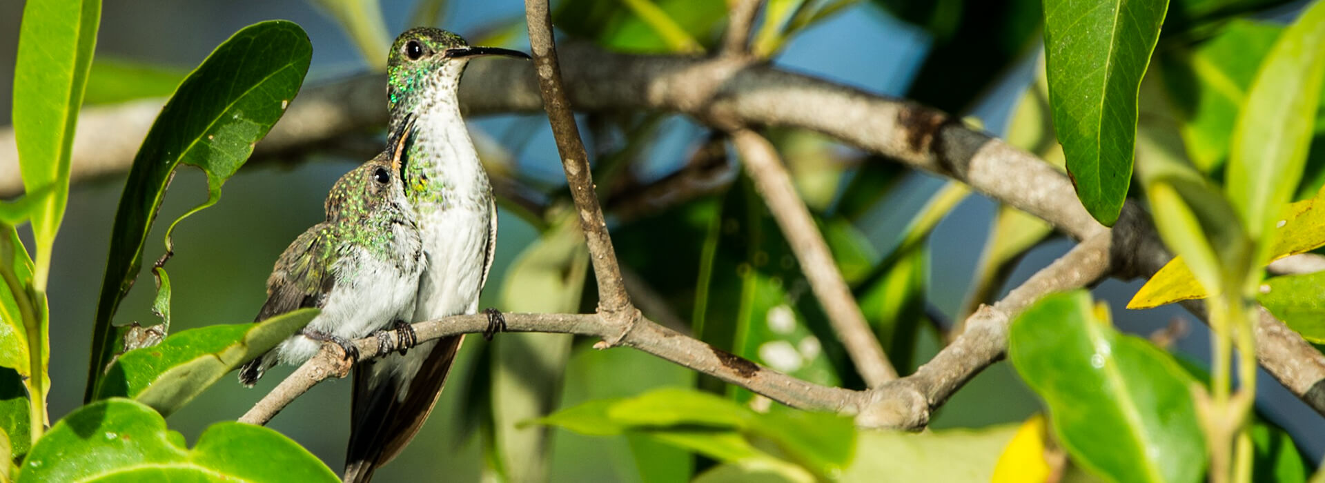 Mangrove Hummingbird, Nick Hawkins
