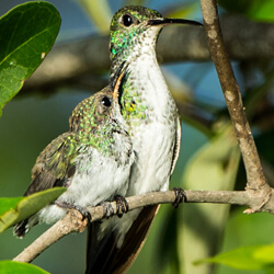 Mangrove Hummingbird, Nick Hawkins