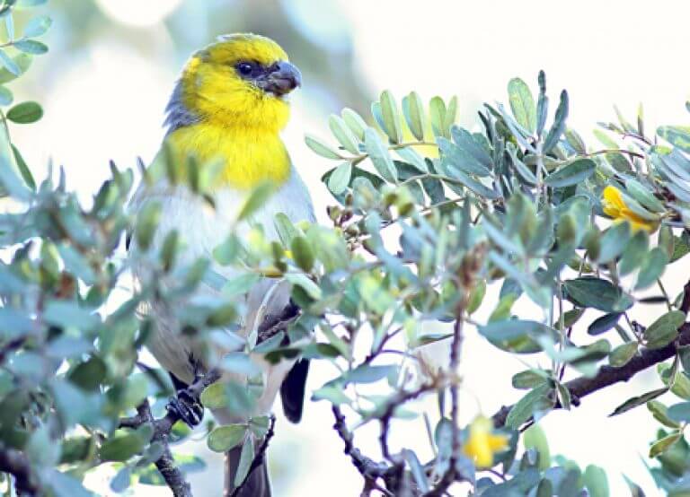 Palila American Bird Conservancy