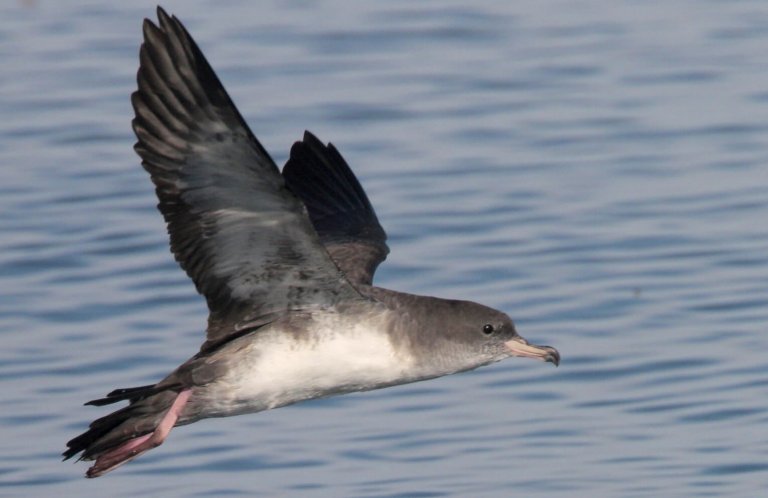 Pink-footed Shearwater by Greg Lavaty, www.texastargetbirds.com