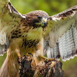 Red-tailed Hawk, Ian Duffield/Shutterstock