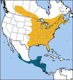 Ruby-throated Hummingbird | American Bird Conservancy