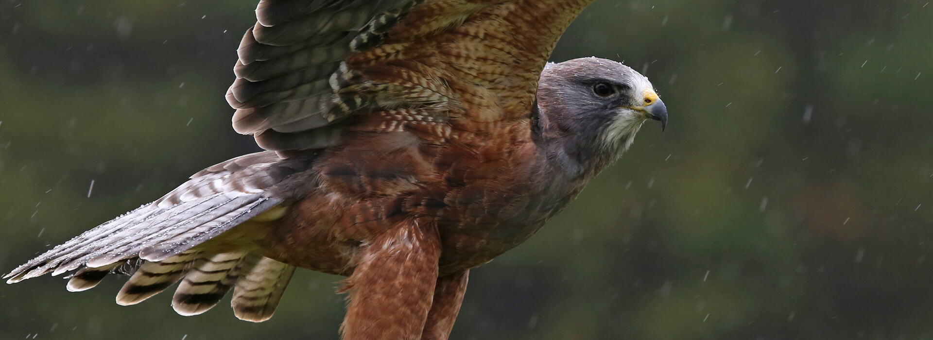 Swainson's Hawk, Chris Hill/Shutterstock