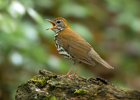 Wood Thrush nest and feed near and on the forest floor. As a result, the birds are frequently in danger of predation. Photo by Ryan Sanderson