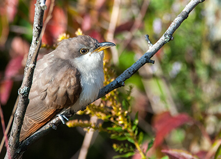 yellow-billed cuckoo | american bird conservancy