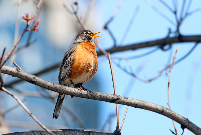 The song of American Robin is a welcome sign of spring. My journey will bring the season into focus: the sights, sounds, and most of all, the incredible journey of migratory birds. Photo by cpaulfell/Shutterstock