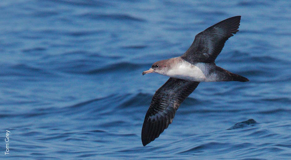 Pink-footed Shearwater by Tom Grey