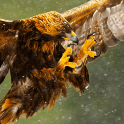 Golden Eagle American Bird Conservancy