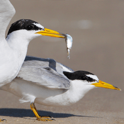 Least Tern American Bird Conservancy