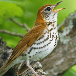 Cats  Invasives  American Bird Conservancy