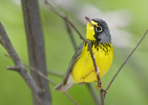 North With The Spring American Bird Conservancy - 