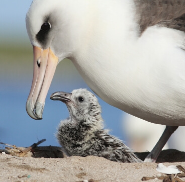 Laysan Albatross by Cameron Rutt