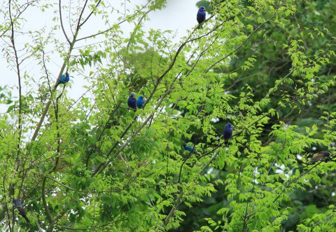 There were more than 50 Indigo Buntings and at least a dozen Blue Grosbeaks. I followed this colorful flock for almost an hour. Photo by Bruce Beehler.