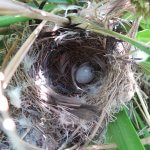 A Millerbird nest with egg. Photo by Cameron Rutt.