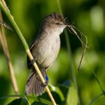 A banded Millerbird with nesting material. Photo by Robby Kohley