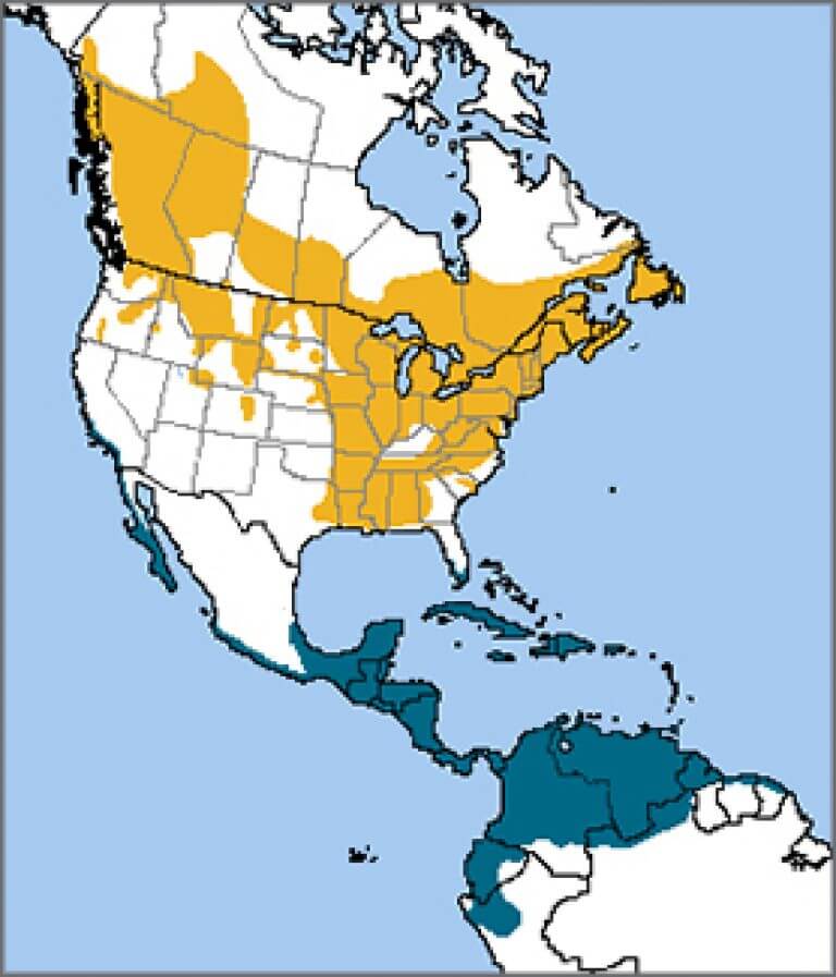 American Redstart - American Bird Conservancy