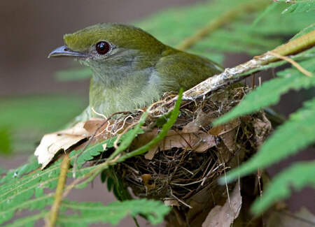 Araripe Manakin female on nest, Ciro-Albano