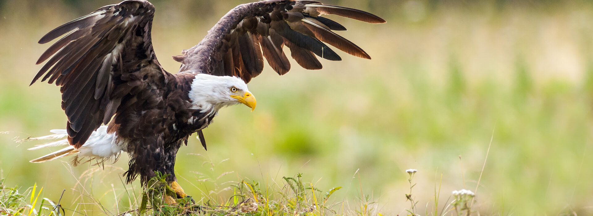 News - American Bird Conservancy