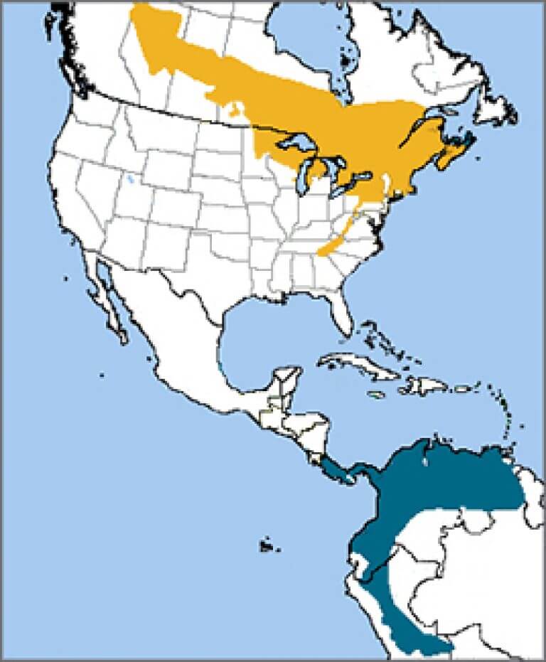 Canada Warbler - American Bird Conservancy