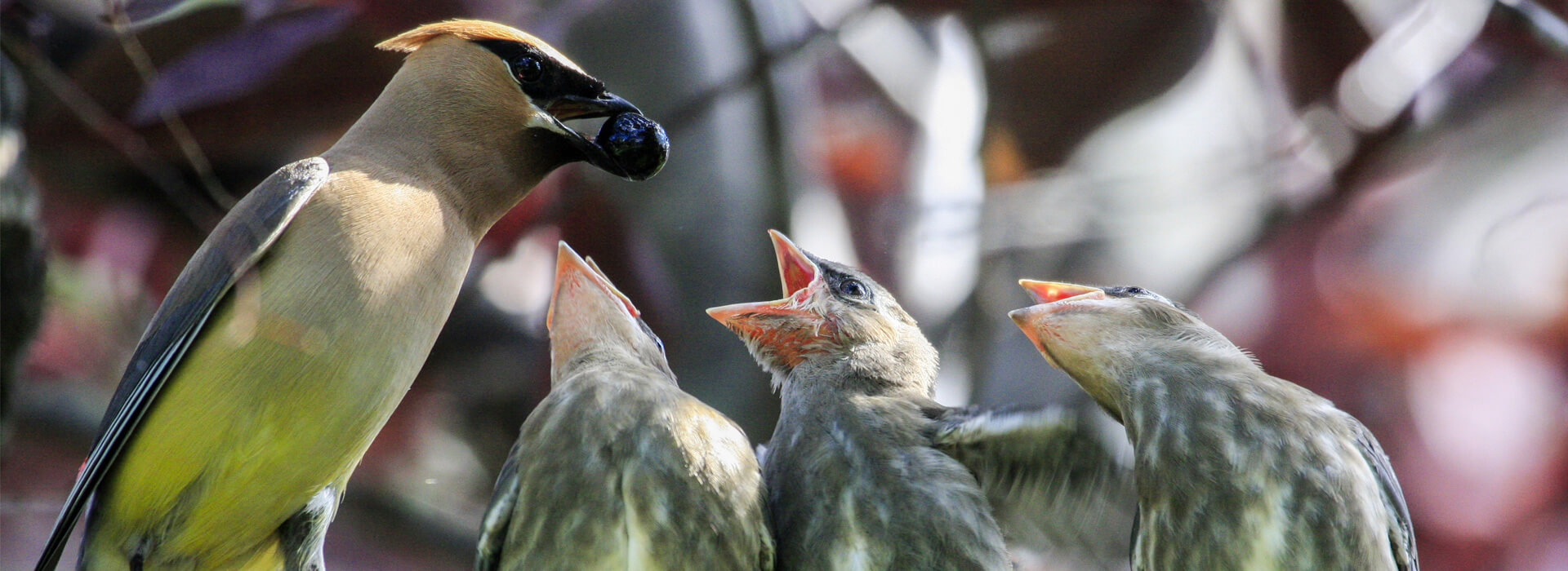 Ira gifts american bird conservancy