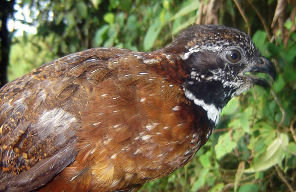 Gorgeted Wood-quail, Fundacion ProAves