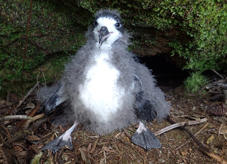 Hawaiian Petrel chick, Andre Raine, Kaua'i Endangered Seabird Recovery Project