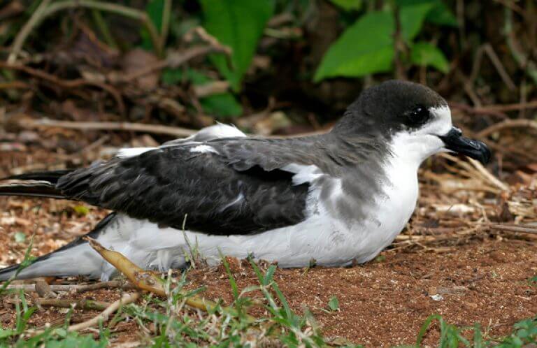 Hawaiian Petrel, Jack Jeffrey