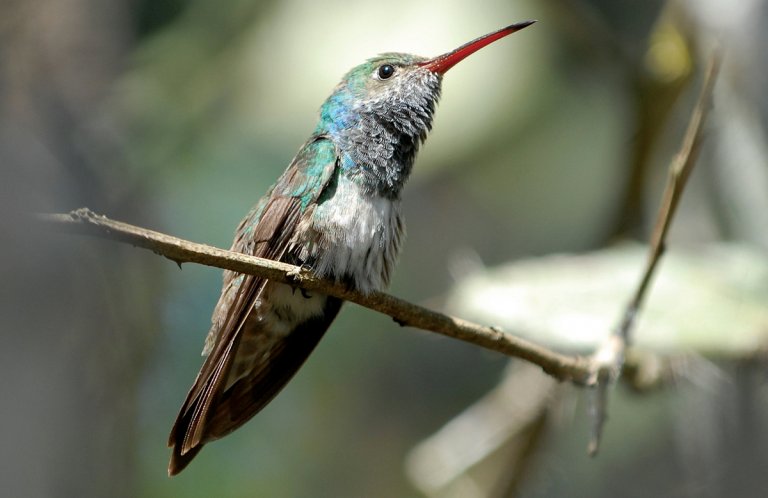 Honduran Emerald by Robert Hyman