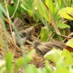 Millerbird Millerbird courtship includes wing-fluttering by both parents. Photo by Megan Dalton.courtship includes wing-fluttering by both parterns. Photo by Megan Dalton.