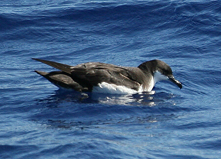 Newell's Shearwater, Michael Walther