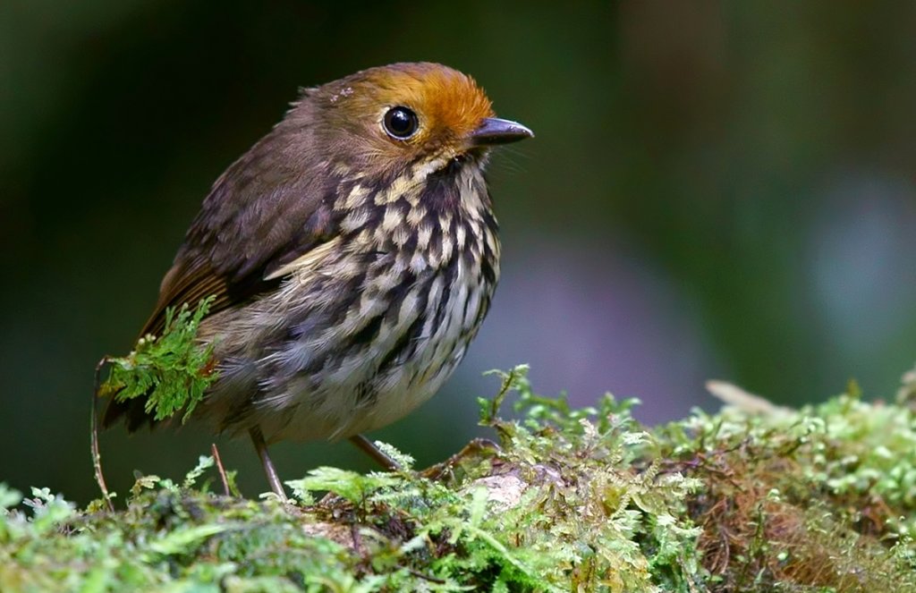 Ochre-fronted Antpitta by Carlos Calle Quispe