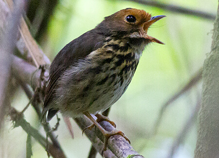Ochre-fronted Antpitta, Sam Woods, Tropical Birding