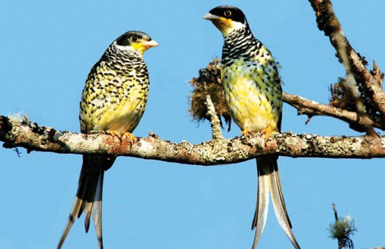 Palkachupa Cotinga, Juan Carlos Atienza