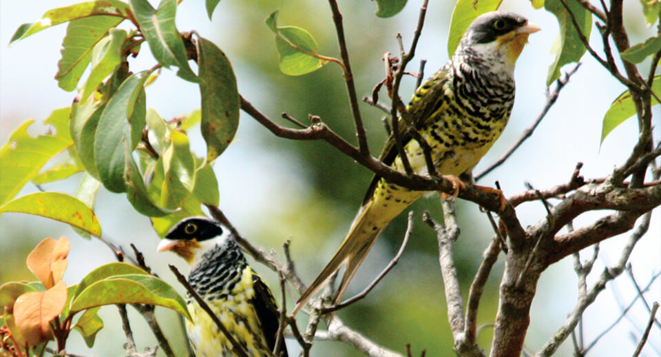 Palkachupa Cotinga, Benjamin Skolnik