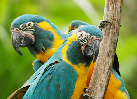Blue-throated Macaws_Mark R. Layman, Shutterstock