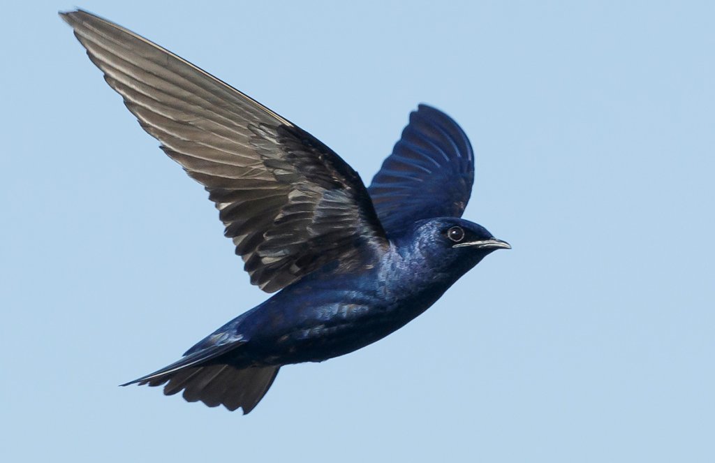 Purple Martin by Agami Photo Agency, Shutterstock