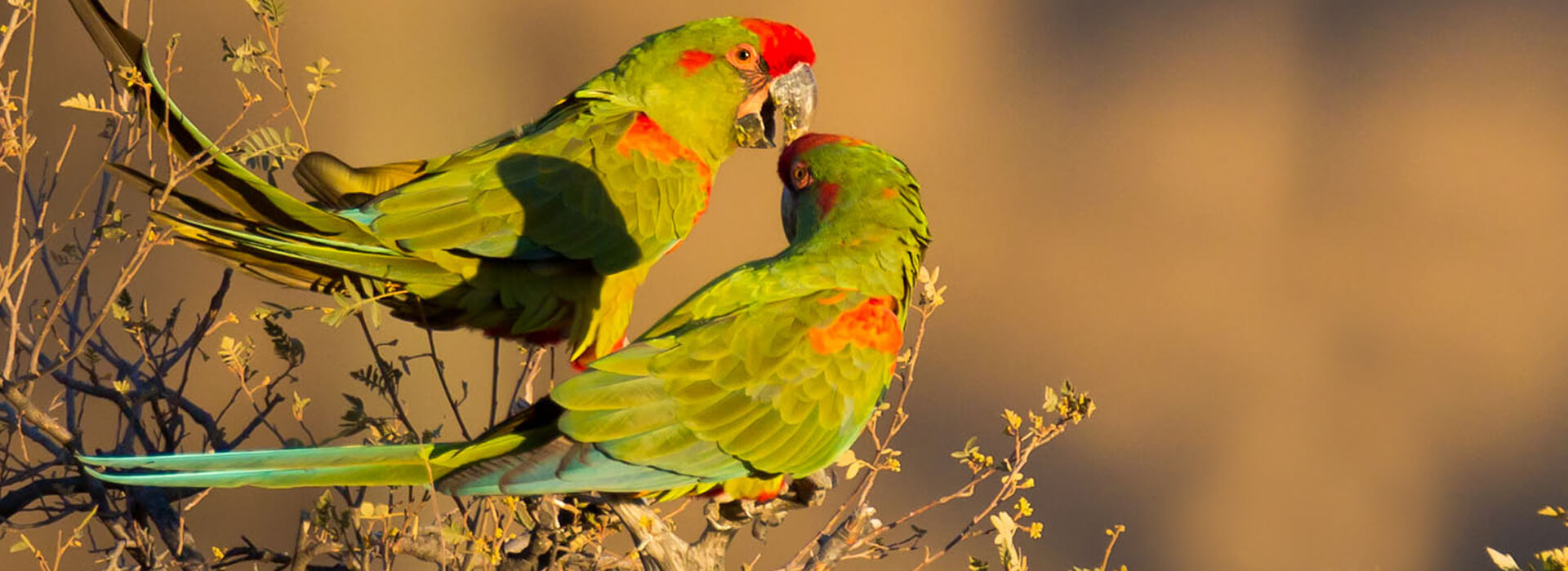 Red-fronted Macaws, Paul B. Jones