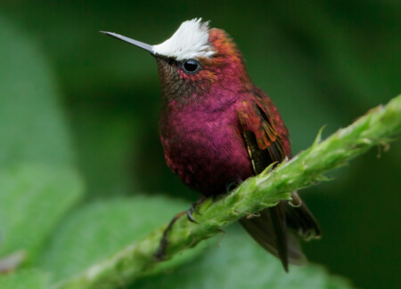 Snowcap Hummingbird, Glenn Bartley