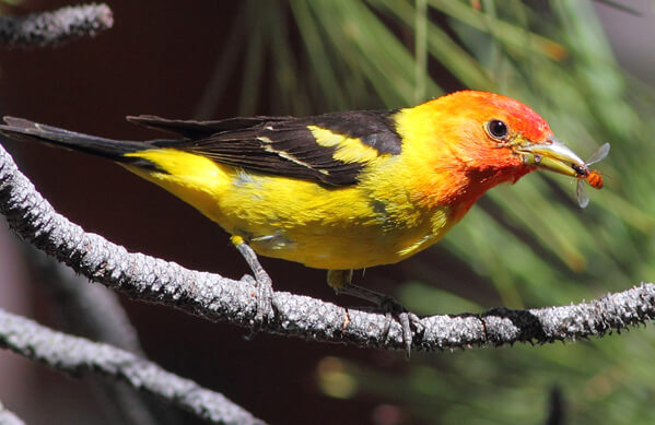 Western Tanager,Greg Homel, Natural Elements Productions